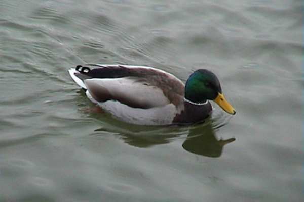 colvert4DB0C8DD-651E-A5C8-2131-38A7CCAF6758.jpg