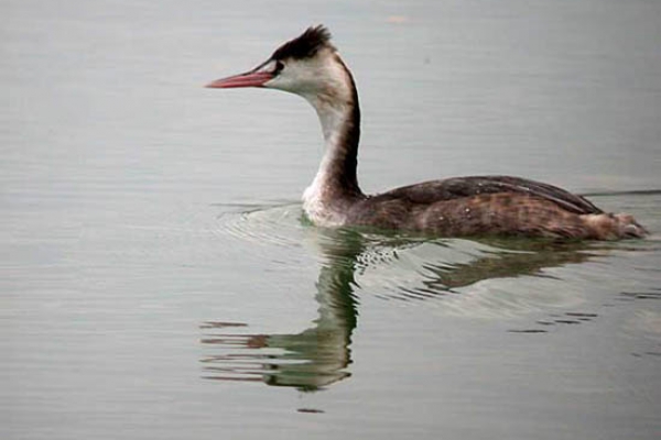 grebe39021BD9-EEC2-A1BB-6A5F-C19FDFA9C36D.jpg